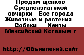 Продам щенков Среднеазиатской овчарки - Все города Животные и растения » Собаки   . Ханты-Мансийский,Когалым г.